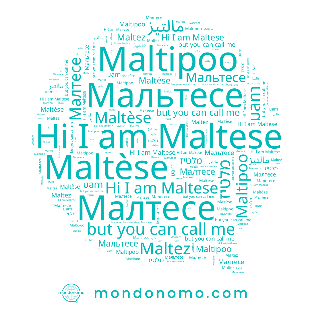 name มลทา, name Maltez, name Maltipoo, name Maltèse, name Maltese, name מלטיז, name Малтесе, name Мальтесе