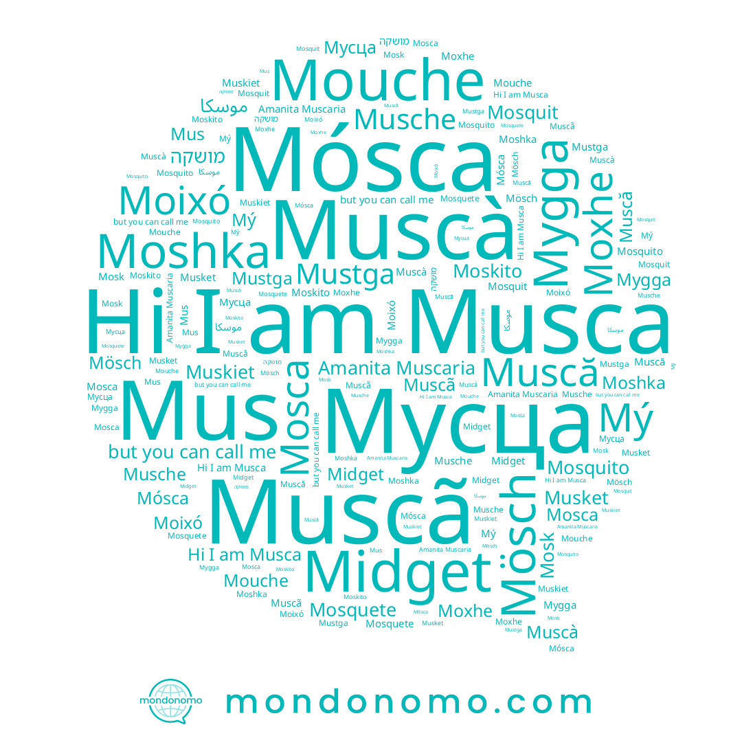 name Mý, name Muskiet, name Musket, name Mosk, name Midget, name Mustga, name Muscà, name Moshka, name Muscã, name Mygga, name Musche, name Mosca, name Mouche, name Mósca, name Musca, name Moixó, name Mosquete, name Mus, name Moxhe, name Mosquito, name Мусца, name Mösch, name מושקה, name Moskito, name Mosquit